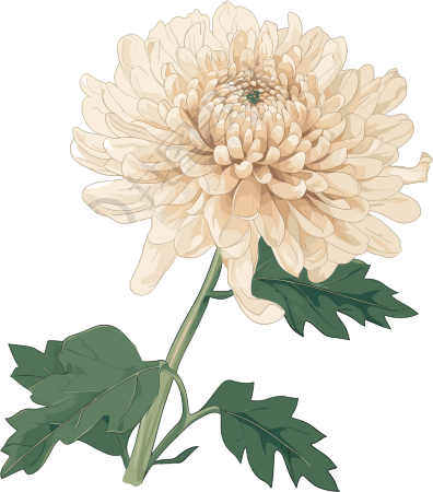 水彩菊花PNG图形素材