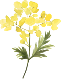 水彩油菜花装饰插画