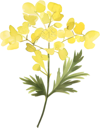 水彩油菜花装饰插画