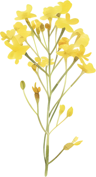 水彩油菜花唯美素材
