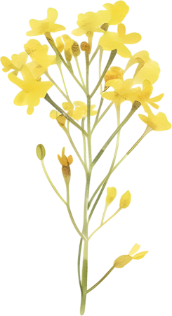 水彩油菜花唯美素材