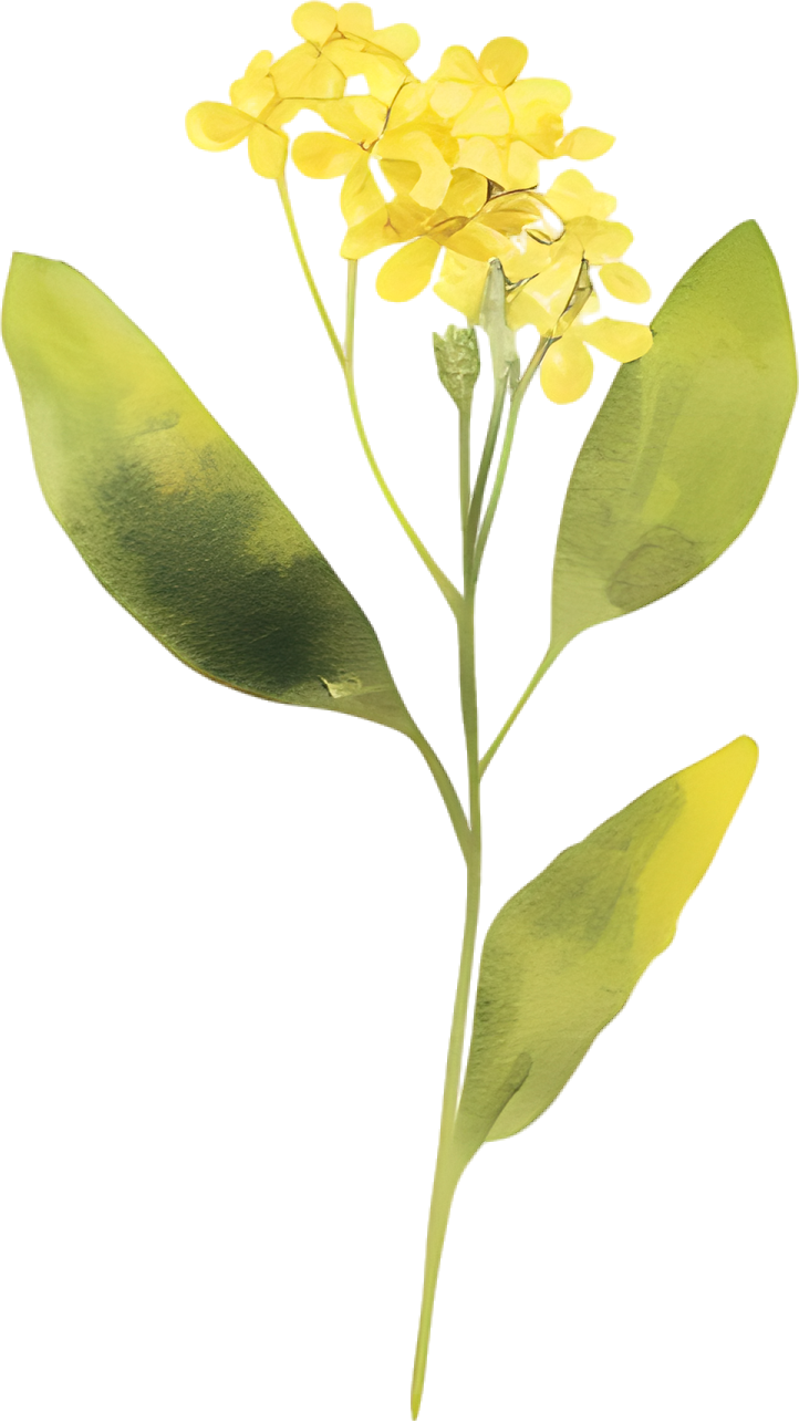 水彩油菜花唯美插画