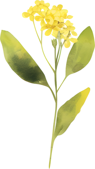 水彩油菜花唯美插画