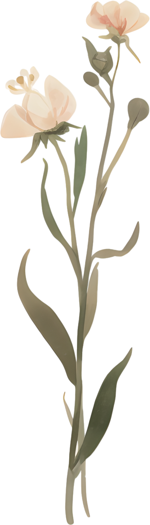 水彩花卉简约插图