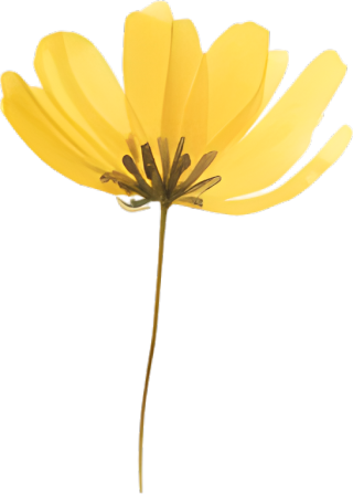 水彩小黄花装饰插图