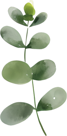 水彩植物图案元素