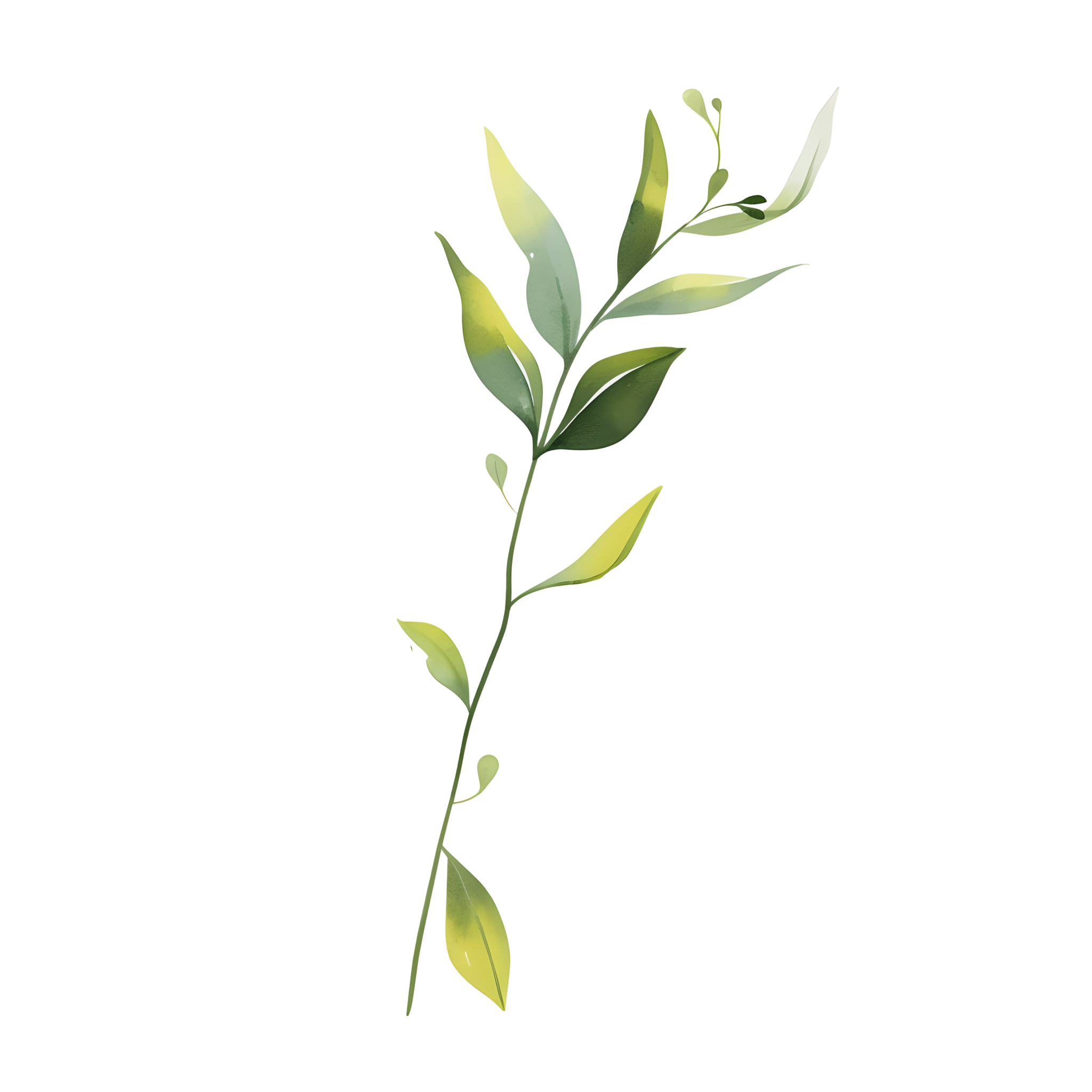 水彩植物商用插画