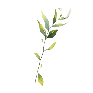 水彩植物商用插画