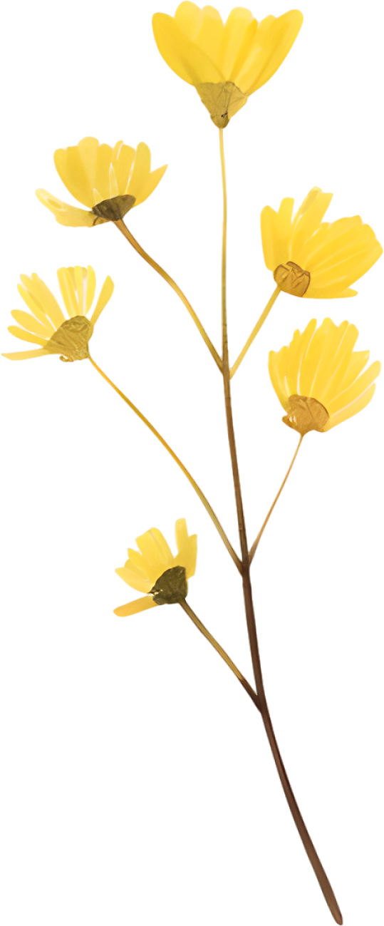 水彩小黄花装饰插画