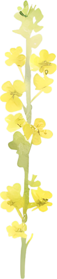 水彩油菜花装饰元素