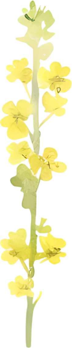 水彩油菜花装饰元素