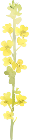 水彩油菜花装饰元素
