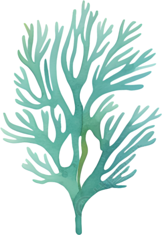 水彩珊瑚插画