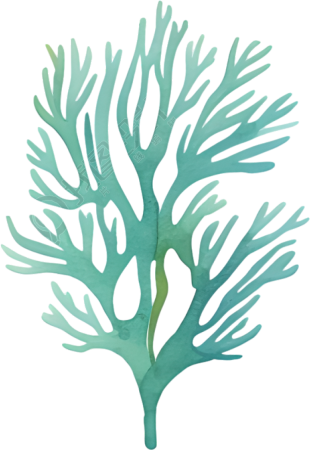 水彩珊瑚插画