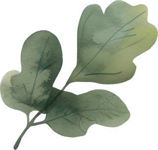 水彩植物设计插画