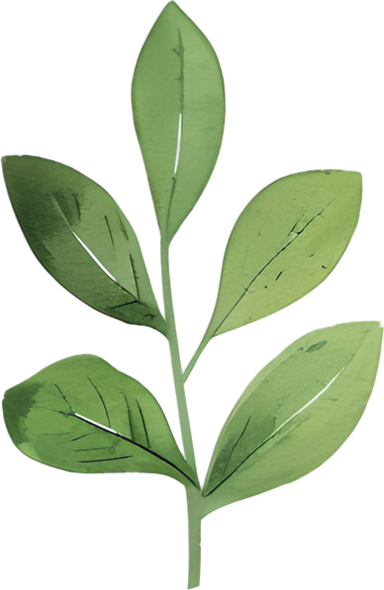 水彩植物叶片插图
