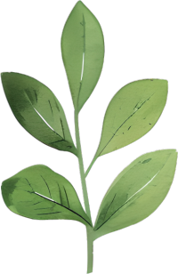 水彩植物叶片插图