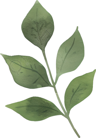 水彩植物树叶插图