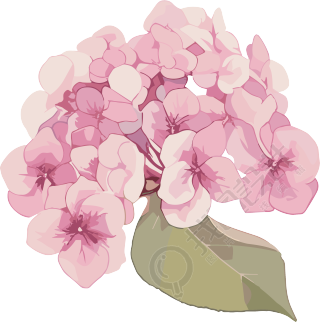 水彩绣球花插图