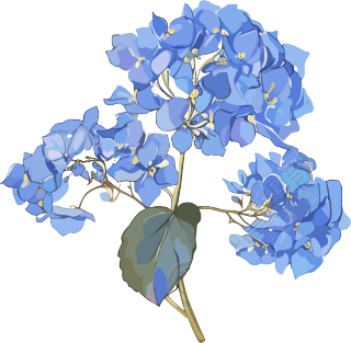 水彩绣球花元素