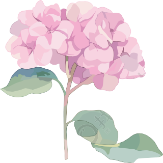 水彩绣球花插画