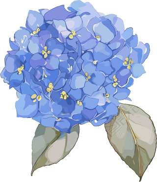 水彩绣球花装饰插画