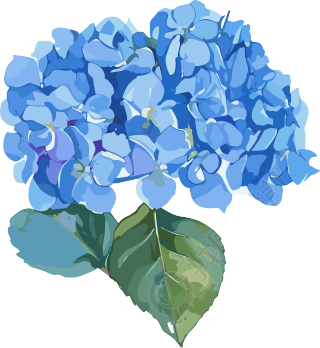 水彩绣球花商业设计元素