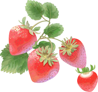 草莓水彩插画