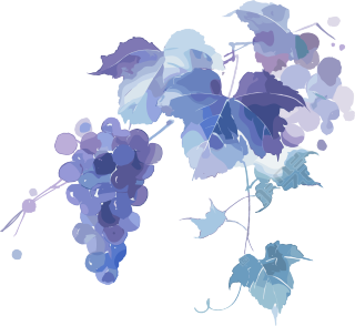 葡萄水彩风格插画