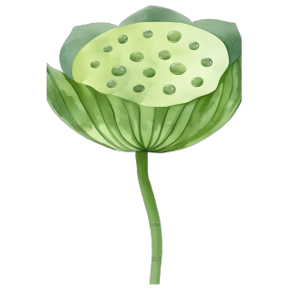 莲蓬可商用插画