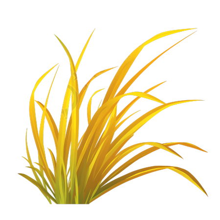 立秋芦苇插图