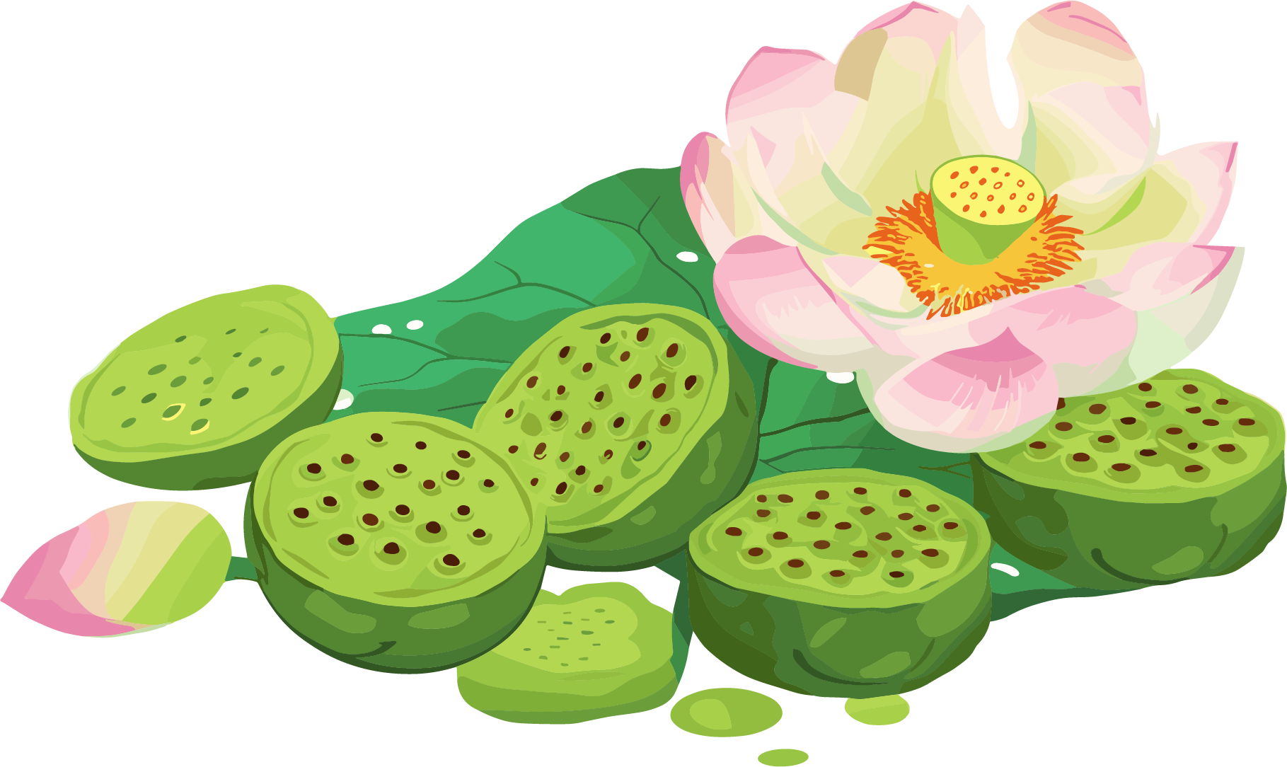 莲蓬矢量插图