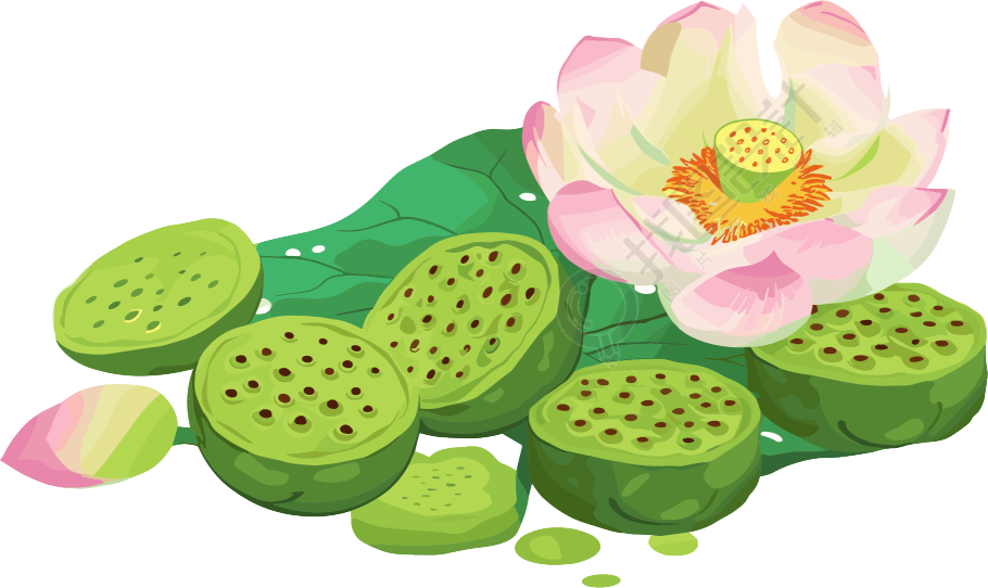 莲蓬矢量插图