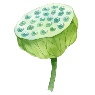 莲蓬可商用插图