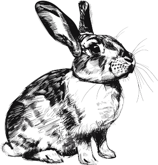 兔子素描素材