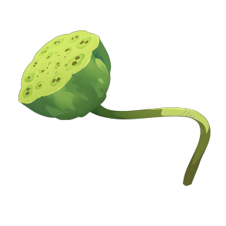 莲蓬极简插画