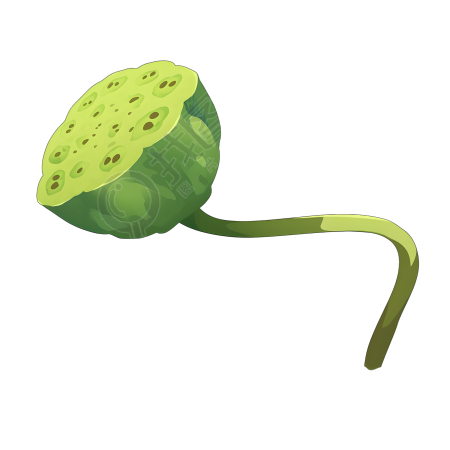 莲蓬极简插画