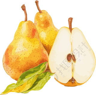 秋梨插画素材