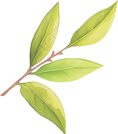 白露茶可商用元素