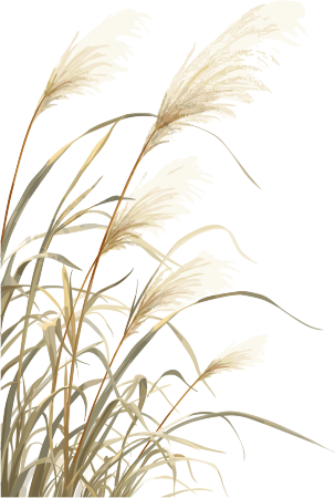 芦苇插画素材
