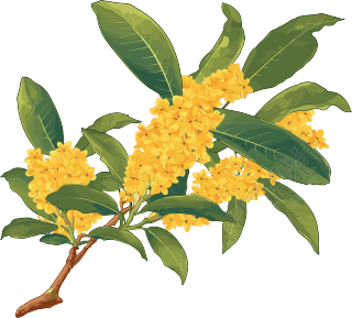 桂花可商用插画