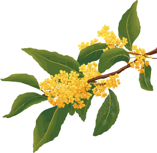 桂花透明背景元素