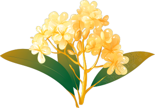 黄色桂花矢量插图