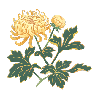 菊花简洁素材