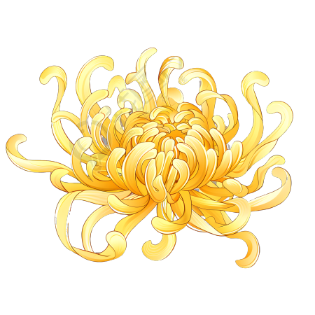 菊花可商用插画