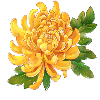 菊花PNG图形素材
