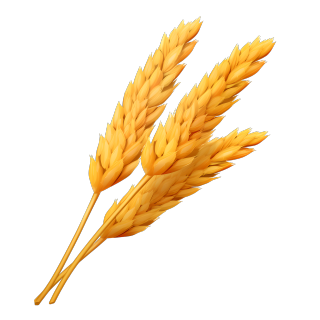 小麦高清素材