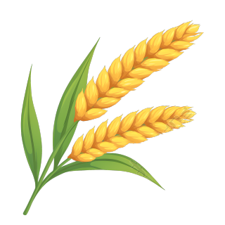 小麦PNG可商用插图