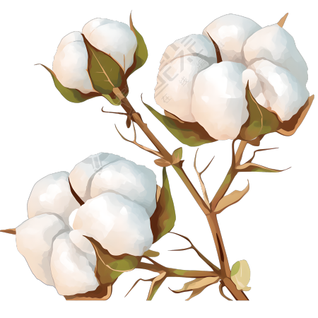 棉花卡通插画设计