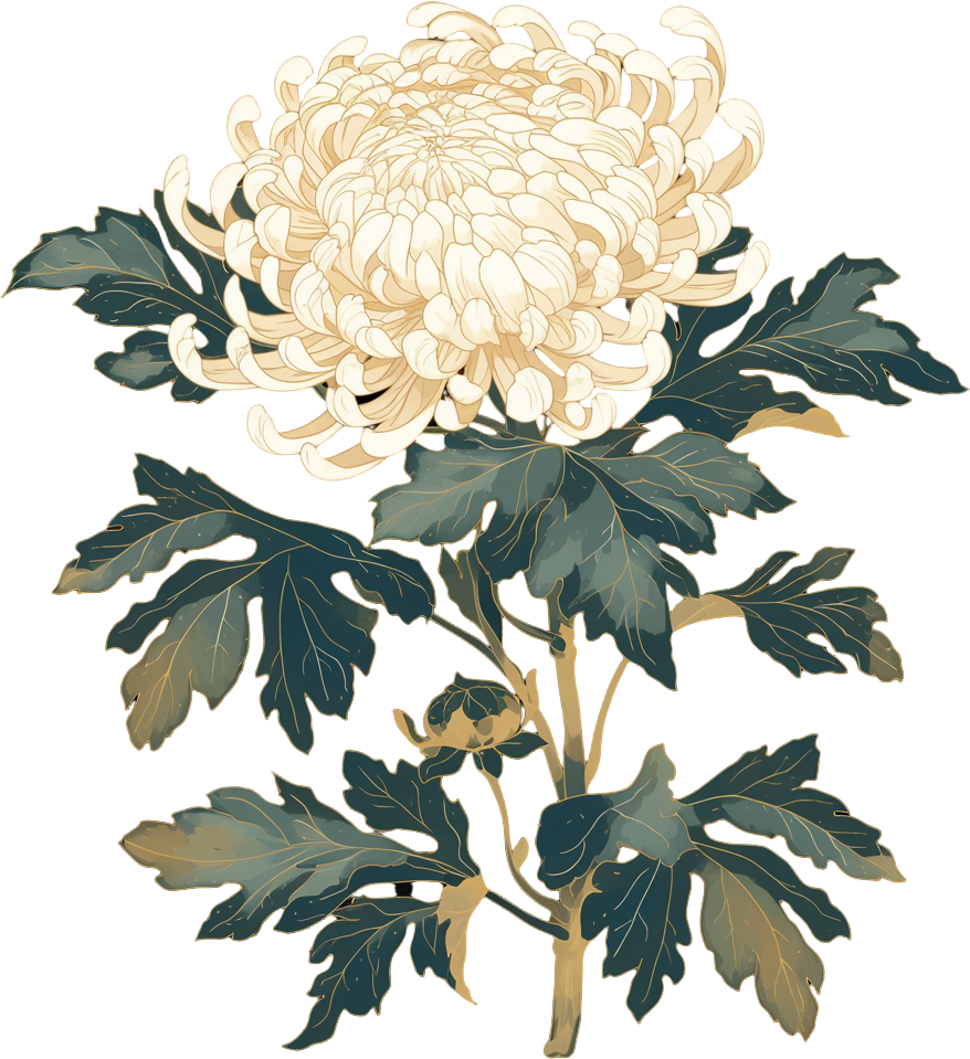 白菊花高清质量插画